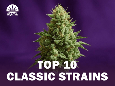 10 Classic Cannabis Strains Every Stoner Should Know