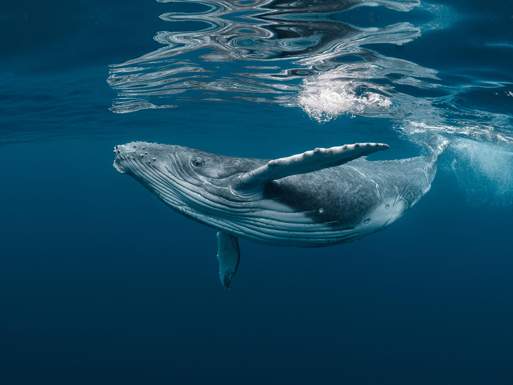 Humpback Whales are Making a Comeback and Here's Why...